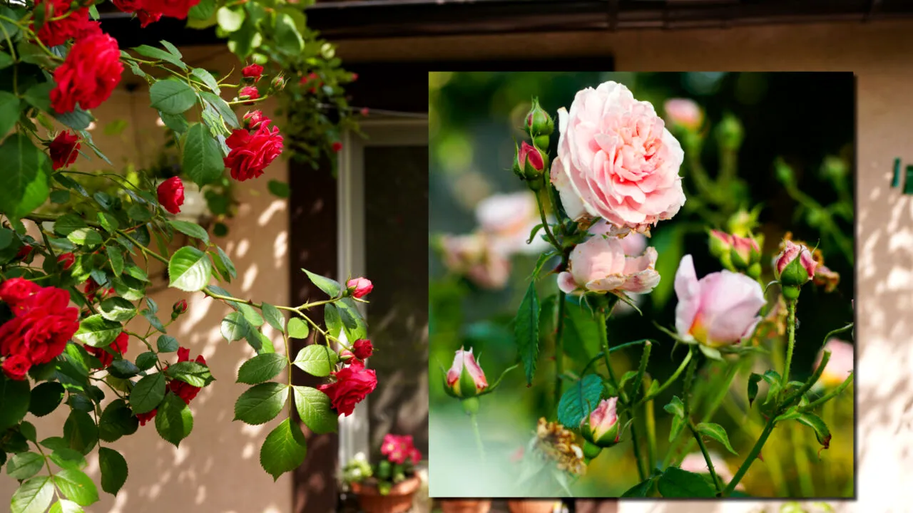 Truc util pentru o grădină cu trandafiri superbi, primăvara. Ce să faci chiar înainte de sfârșitul iernii