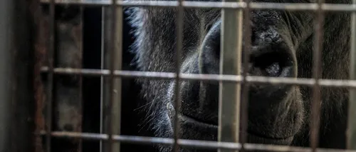 FOTO | Animalele de la grădina zoologică din Ucraina suferă de foame și frig. „Fără un coridor sigur, moartea le paște la orice pas”