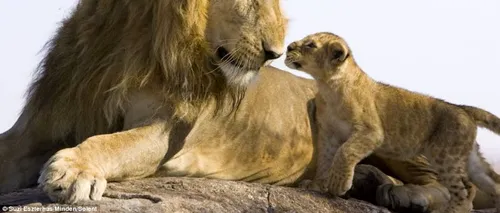 FOTO. Prima întâlnire dintre un leu și puii săi