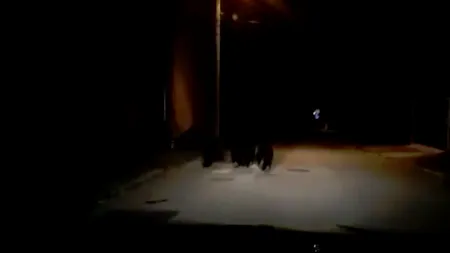O ursoaică cu trei pui, gonită cu sirena și girofarul de jandarmi, de pe străzile din Bușteni. VIDEO