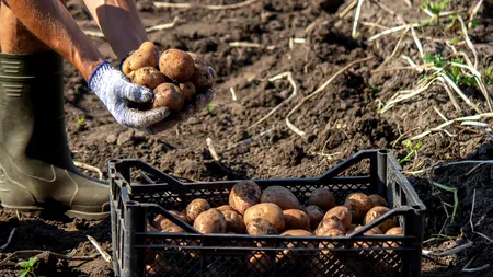 INS: România a înregistrat cea mai mică producție de cartofi din ultimii 8 ani