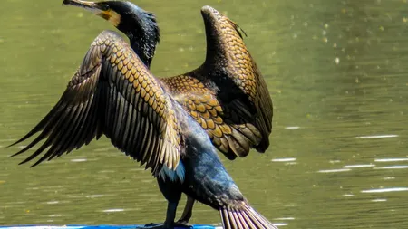 Senatul a adoptat legea care permite vânătoarea de cormorani. În ce perioadă pot fi vânate păsările