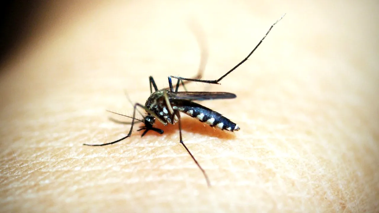 Malaria şi decesele cauzate de această boală ar putea fi reduse cu 70% (STUDIU)