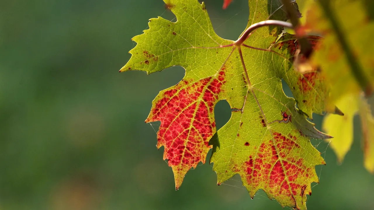 Structura anotimpurilor SE VA SCHIMBA. Cum va fi vremea în România în următorii ani