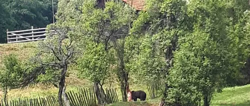 Un urs prins într-o capcană improvizată, salvat de  jandarmii din Hunedoara - FOTO