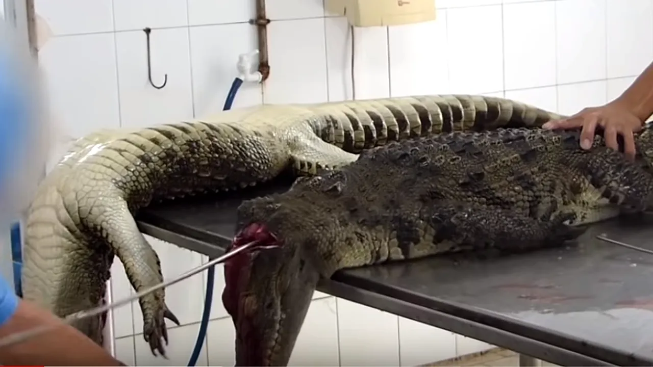 Electrocutați și jupuiți de vii: imagini șocante cu crocodilii sacrificați  pentru poșete Louis Vuitton