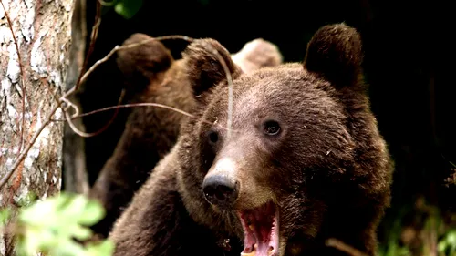 Urs încăpățânat: A apărut în centrul unui sat din Brașov, s-a urcat în copac și nu a mai vrut să coboare - VIDEO