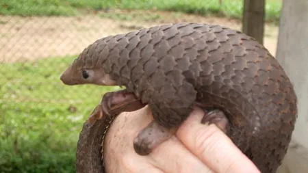 Uluitoarea asemănare dintre pangolin şi politicianul de Dâmboviţa