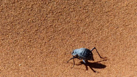 Cum ar putea un gândac să revoluționeze industria aeronautică
