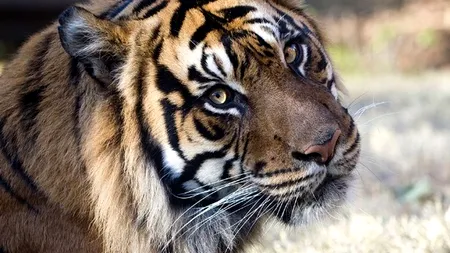 Cercetătorii americani construiesc o grădină zoologică „înghețată