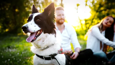 Inteligența artificială i-ar putea ajuta pe oameni să înțeleagă limbajul animalelor. Cercetarea „a progresat enorm”