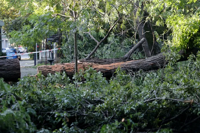 Furtuna a făcut ravagii și în Parcul Grădina Icoanei din București / Sursa foto: Alexandra Pandrea (GÂNDUL)