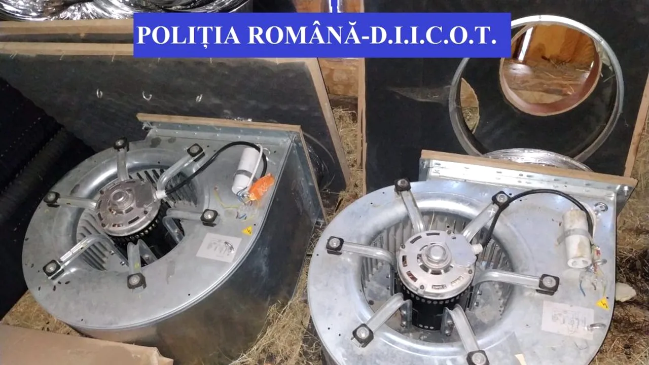 Cultură de cannabis, descoperită în urma unor percheziţii în Bistriţa-Năsăud. Doi bărbaţi au fost reținuți (VIDEO)