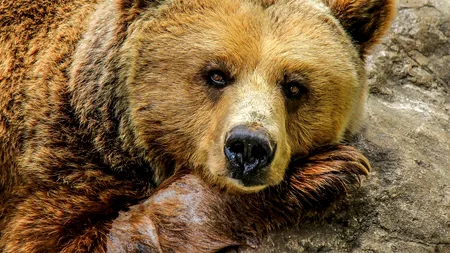 Trei URȘI au sărit gardul Grădinii Zoologice din Târgu Mureș, pentru a găsi hrană. Ce au făcut animalele după 