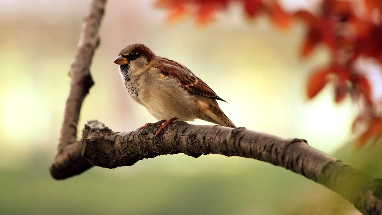 Păsările îşi pierd talentul de a cânta şi uită melodiile pe care le cântă de generaţii (STUDIU)
