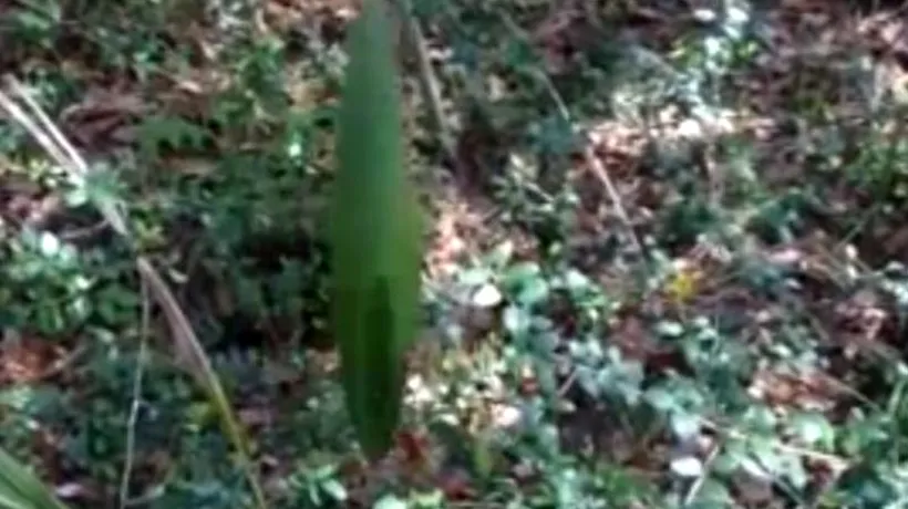 VIDEO. Planta dansatoare - descoperirea dintr-o pădure. Este cel mai ciudat lucru pe care l-am văzut vreodată