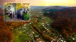 Taxă lunară de 25 de lei pentru a deveni părinte virtual. Locul din România în care poți „adopta” un urs sălbatic