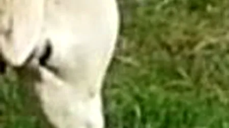 Oaia cu capul răsucit. Internauților nu le-a venit să creadă că poate exista așa ceva. VIDEO