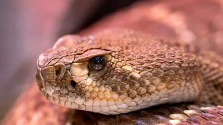 Jandarmii din Constanța, chemați de locatarii unui bloc care au găsit un șarpe pe scară