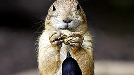 FOTO: Cine câștigă 