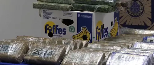 Tone de droguri, ascunse printre banane, cu destinația Belgia