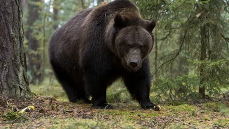 Fenomenul „turismului la URS” în Poiana Brașov. Momeală pusă intenționat pentru a atrage fiarele sălbatice în zonele frecventate de turiști