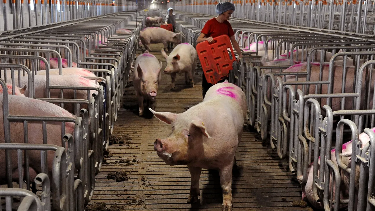 CIFRELE PESTEI PORCINE la acest moment: 1.145 de FOCARE în 301 de localități. Care sunt cele mai AFECTATE județe