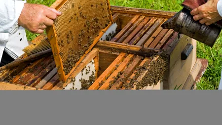 Un polițist a murit după ce a fost înțepat în cap de o albină. Medicii încearcă să înțeleagă cauza reală a decesului 