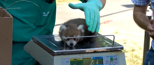 Doi pui de panda roşu s-au născut la grădina zoologică din Brașov