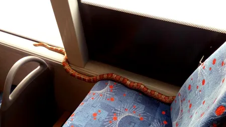 Pasagerii unui autobuz au încremenit când au remarcat intrusul. Un șarpe se târa printre scaunele mijlocului de transport în comun