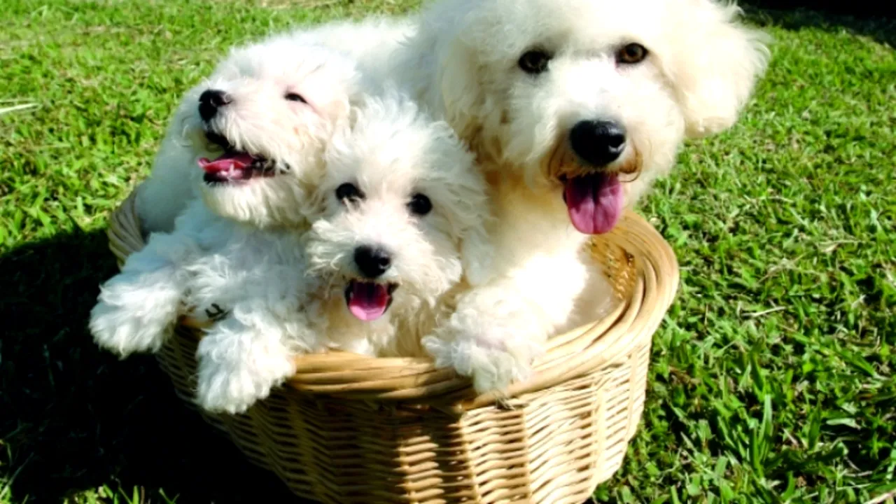 STUDIU. Tinerii simt mai multă compasiune pentru câinii maltratați decât pentru adulții victime ale unui abuz