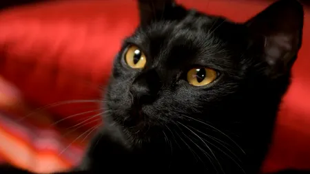 Salonul Felin Internațional de la București, un show de excepție cu 200 de pisici. Motanul Falcon din Ucraina, vedeta care a furat inimile publicului