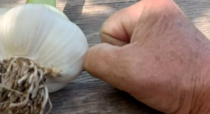 sursa foto: Agrointeligenta