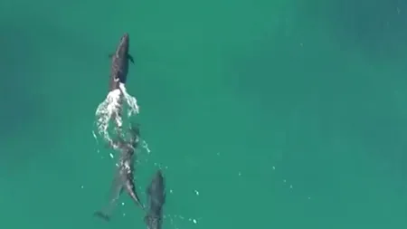 Moment incredibil surprins de o dronă: mai multe balene urmăresc un rechin
