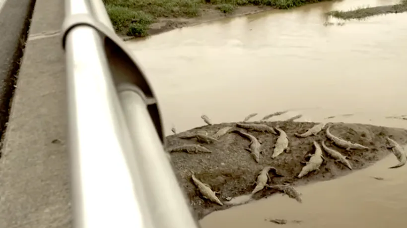 Cea mai ciudată atracție turistică din Costa Rica. Un pod de... crocodili - VIDEO