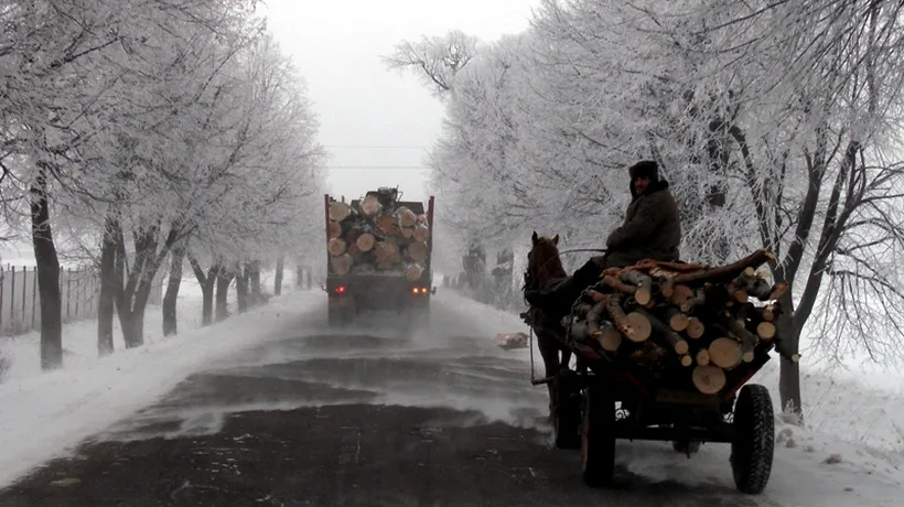 Transportul lemnului pe drumurile forestiere în timpul nopții ar putea fi interzis