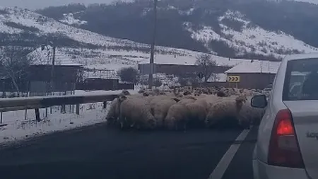 Drum european BLOCAT de o turmă de oi. Mioarele LINGEAU SAREA de pe asfalt