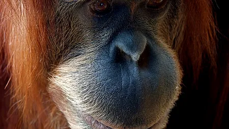 Reacția impresionantă a unui urangutan atunci când vede o femeie gravidă. VIDEO