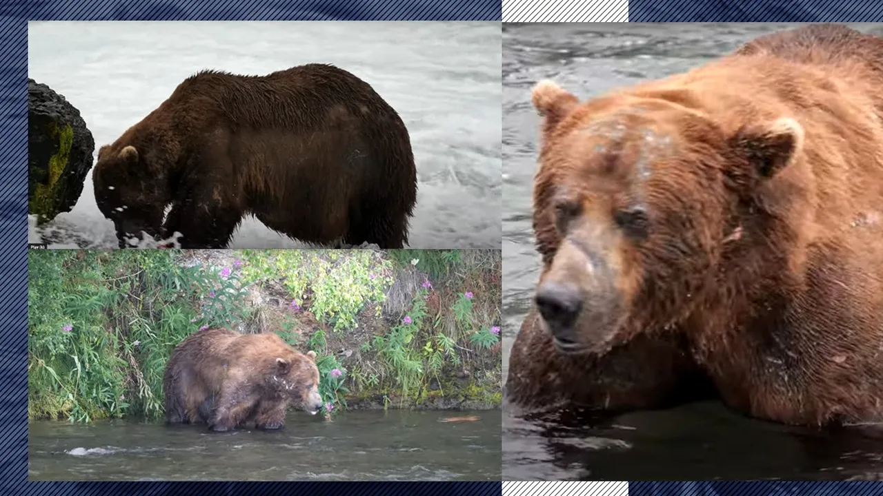 Faceți cunoștință cu Chunk, cel mai gras urs brun din Alaska. Câte kilograme are uriașul animal