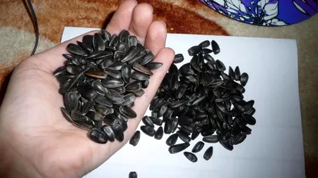 Ce se întâmplă, de fapt, dacă mănânci semințe de floarea soarelui des. Puțini români cunosc PERICOLUL