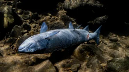 Video uluitor cu somoni 