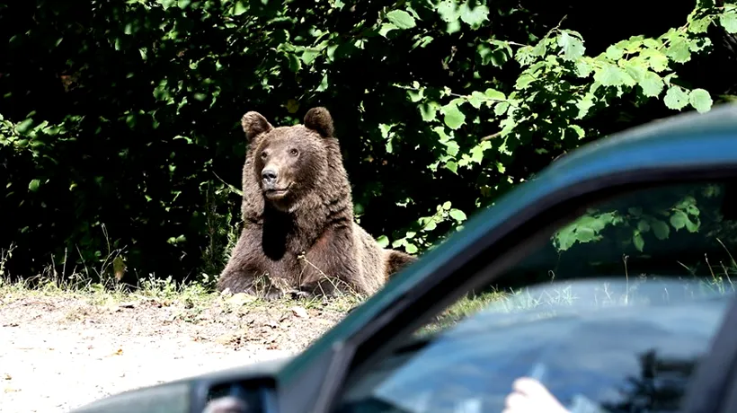 CRONOLOGIE: Urșii au mai atacat în Dâmbovița, dar în zona turistică Padina