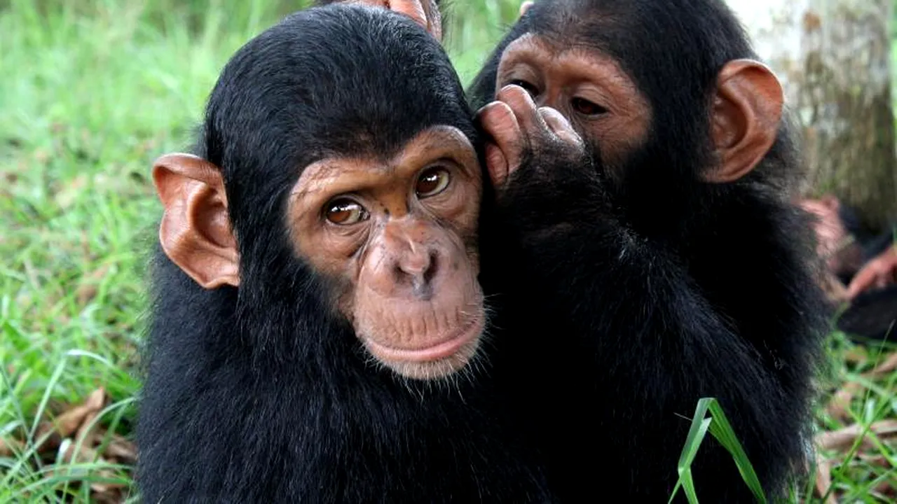 Mai mulți cimpanzei, filmați în timp ce furau hrană de la o fermă