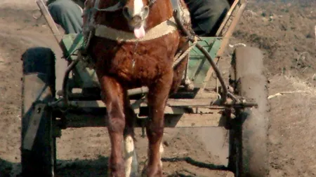 Două persoane au fost rănite în Prahova, după ce o mașină a lovit căruța în care se aflau 