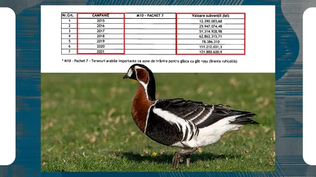 FABULOS! Cât costă în România „conservarea