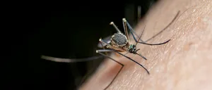 Al doilea caz de INFECTARE cu virusul West Nile a fost confirmat în România