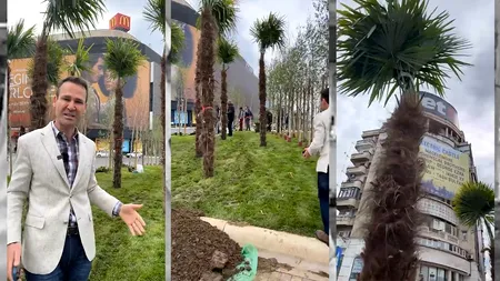 VIDEO | Robert Negoiță îi dă replica lui Nicușor Dan după ce acesta i-a scos palmierii de la Unirii: „Nu l-am văzut să planteze măcar o păpădie”