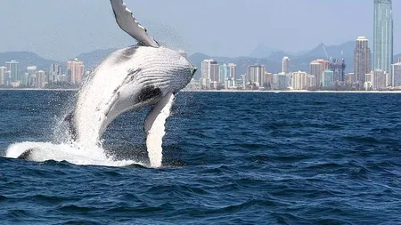 IMAGINI RARE surprinse în apropiere de Sydney: 