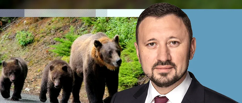 Mircea Fechet: Azi vorbim de 8.000 de urși. Propun un proiect de lege ca un urs care se apropie de așezările umane să fie împușcat sau eutanasiat