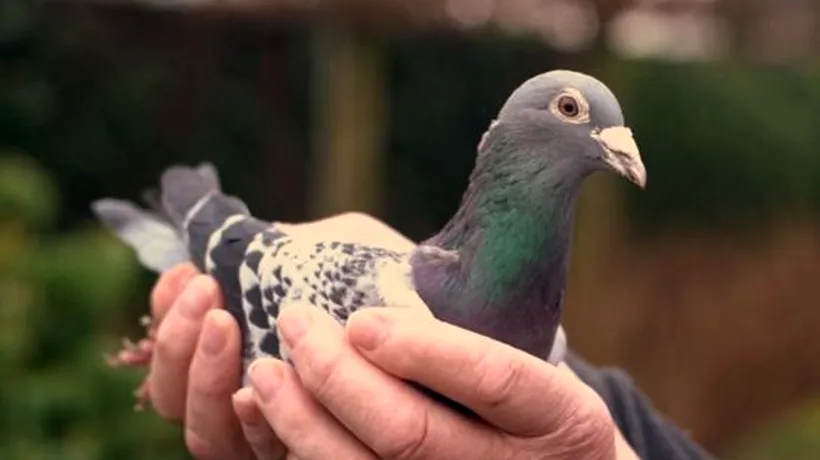Caz revoltător. Femeie amendată cu o sumă uriașă, după ce a hrănit un porumbel în parc - VIDEO